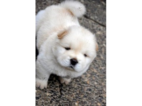 Chow chow - çin aslanı yavrularımız