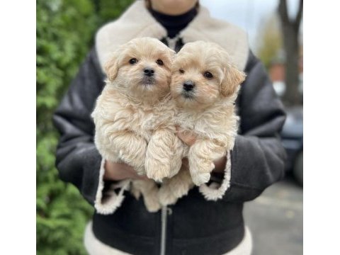 Kıvır kıvır tüyleri olan maltipoo arayanlara