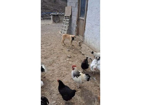 3.5 aylığa yakın dişi kaliteli yavru köpeğimiz