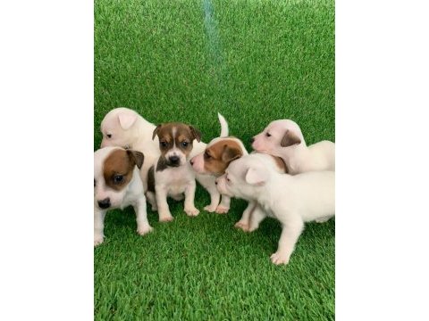 Irk ve sağlık garantili jack russell bebekler