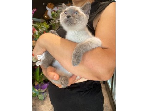 Uygun puanlı erkek blue point british shorthair yavrum