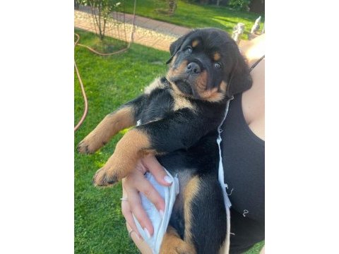 Harika rottweiler bebek köpekler
