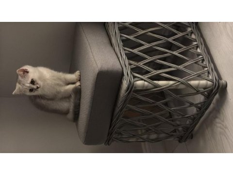 Küçük tatlı sevimli yumoş kedimiz