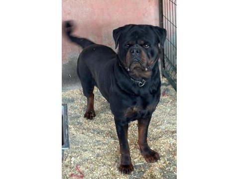 Rottweiler yavru köpekler