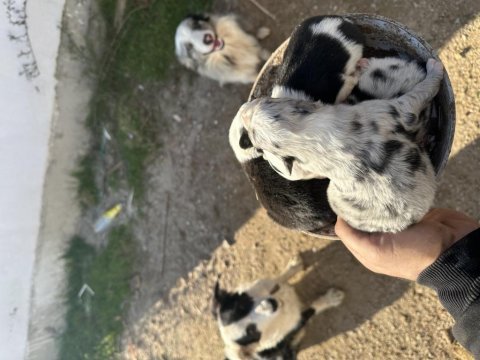Anne altından safkan border collie yavrular