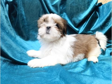 Irk garantili sevimli shih tzu yavrular