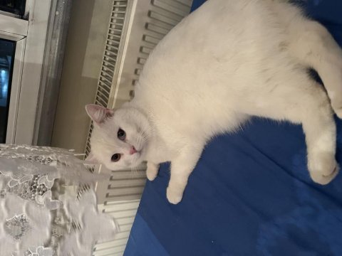 1 yaşında kedimi ücretsiz sahiplendiriyorum