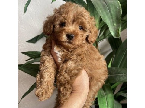 Bu fiyata son toy poodle