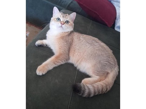 Safkan british shorthair golden 6 aylık erkek