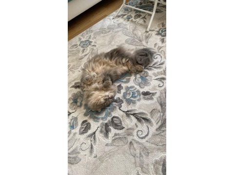 Kedimiz leo için eş arıyoruz