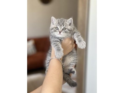 Top kafa pofuduk british shorthair yavrum
