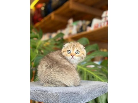 Sağlık ve ırk garantili scottish fold