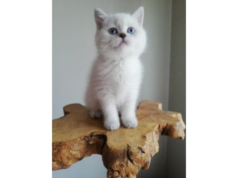 Güzeller güzeli british shorthair yavrularımız 