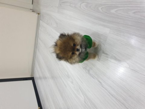 Erkek pomeranian boo 2,5 aylık