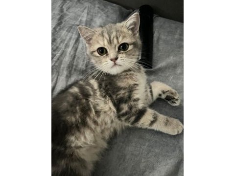 British shorthair yavrular