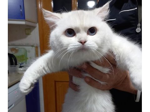 11 aylık şecereli mavi gözlü silver british shorthair dişi