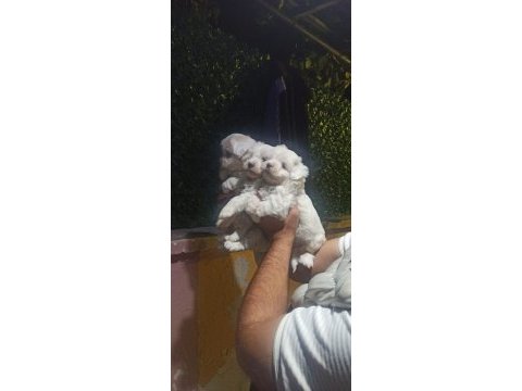 Kore maltese terrier yavrular