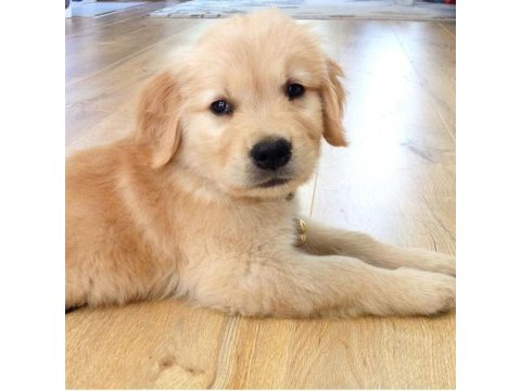 Baby face suratlı golden retriever yavrularımız