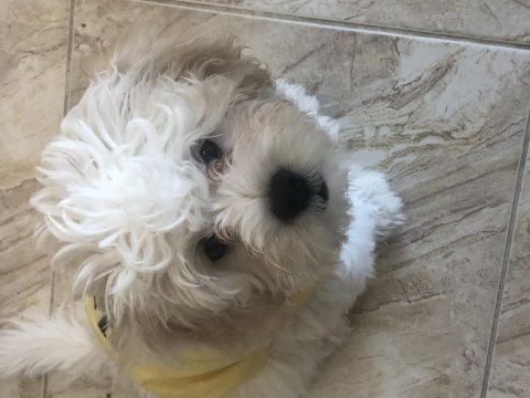 Dişi ve erkek 3 aylık maltese yavrular