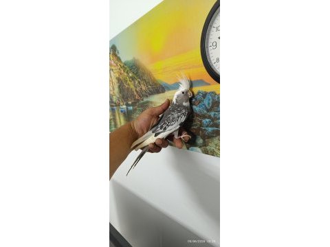 60 günlük ev üretimi ele alışkın wf sultan