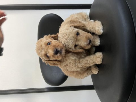 Toy poodle yavrular
