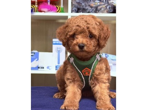 En güzel poodle bebeklerimiz sizlerle