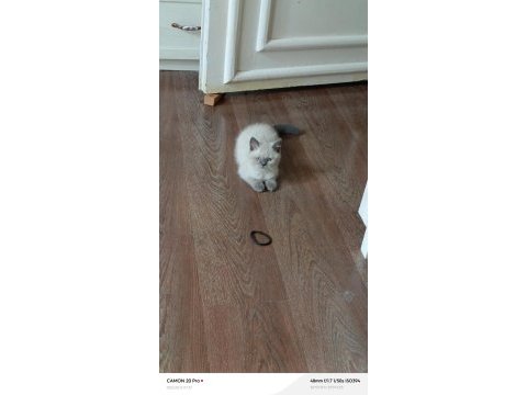 Dişi british shorthair kedisi
