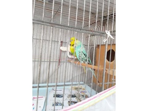 Değerini bilene hakkını verene muhabbet kuşu