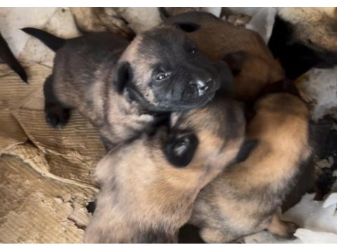 Irkının özelliklerini taşıyan belçika malinois