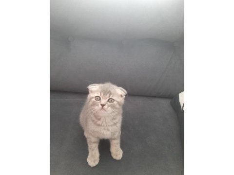 Scottish fold dişi yavrumuz