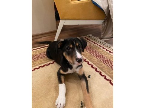 Yaklaşık 2 aylık dişi köpeğimize kalıcı yuva arıyoruz