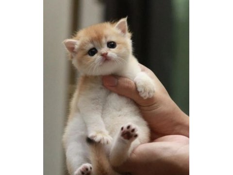 Lisanslı üretim evinden british shorthair golden bebekler