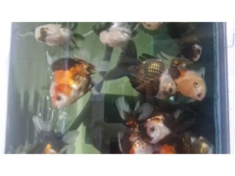 Oranda balıkları