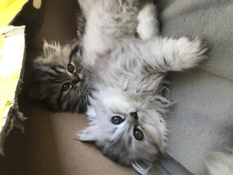British longhair yavru kedimiz