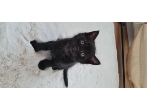 British longhair 7 haftalık