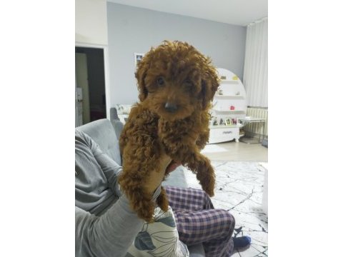 Toy poodle 3 aylık köpeğimiz