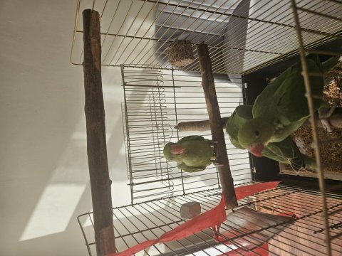 El besleme yem kırmaya başladılar pakistan bebek