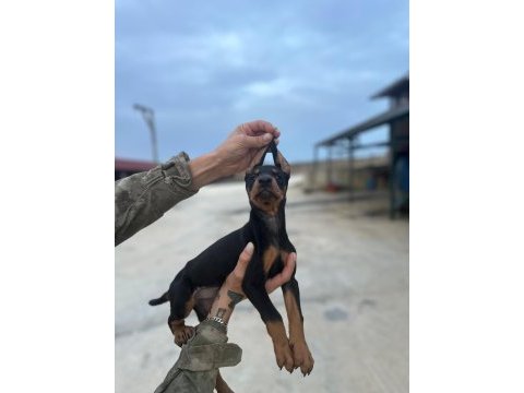 Kaliteli doberman yavruları