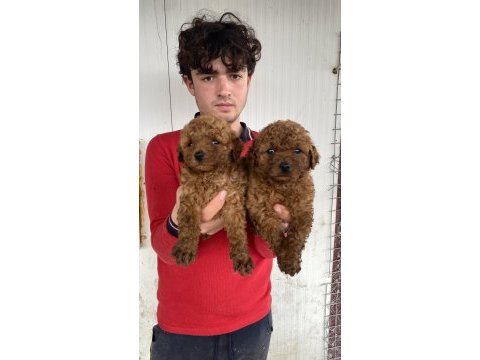 Üst kalite orjinal toy poodle yavruları