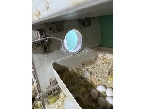 Sevda papağanı damızlık takım garantili