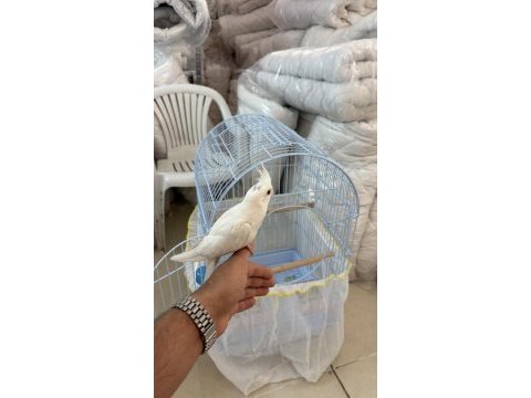2 buçuk aylık sultan papağanı büyük kafesi acil