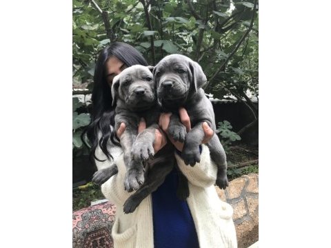Blue dev gibi cane corso yavrularımız