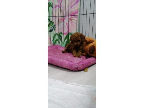 15 haziran doğumlu dişi toy poodle