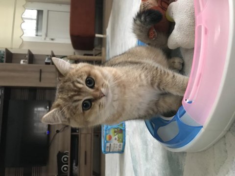 Şecereli british shorthair kediler
