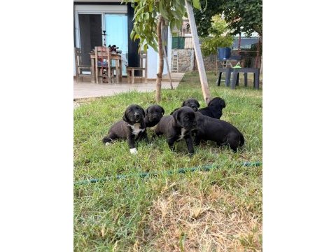 Cane corso 45 günlük yavrular mükemmel genetik