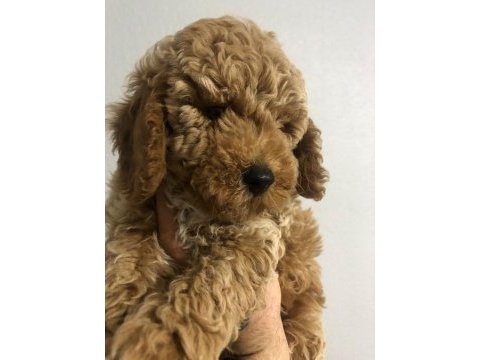 Poodle yavrumuz yeni yuvasını bekliyor