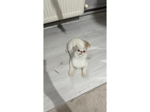 Minik patili british shorthair dostuma yuva