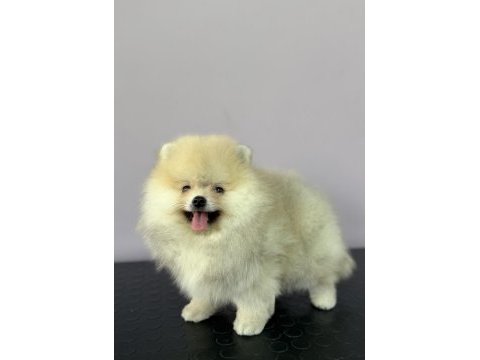 Orange pomeranian boo gülen yüz