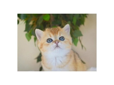 Muhteşem golden british shorthair yavruları