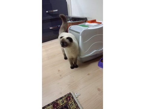 Sevimli çikolata kedimiz